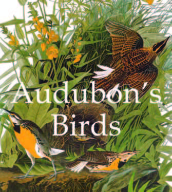 Audubon Birds